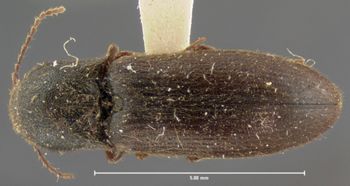 Media type: image;   Entomology 2495 Aspect: habitus dorsal view